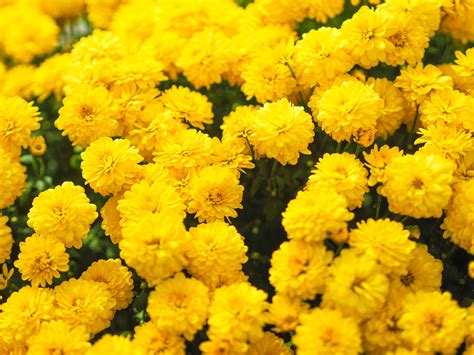 flores amarillas septiembre - regalar flores amarillas